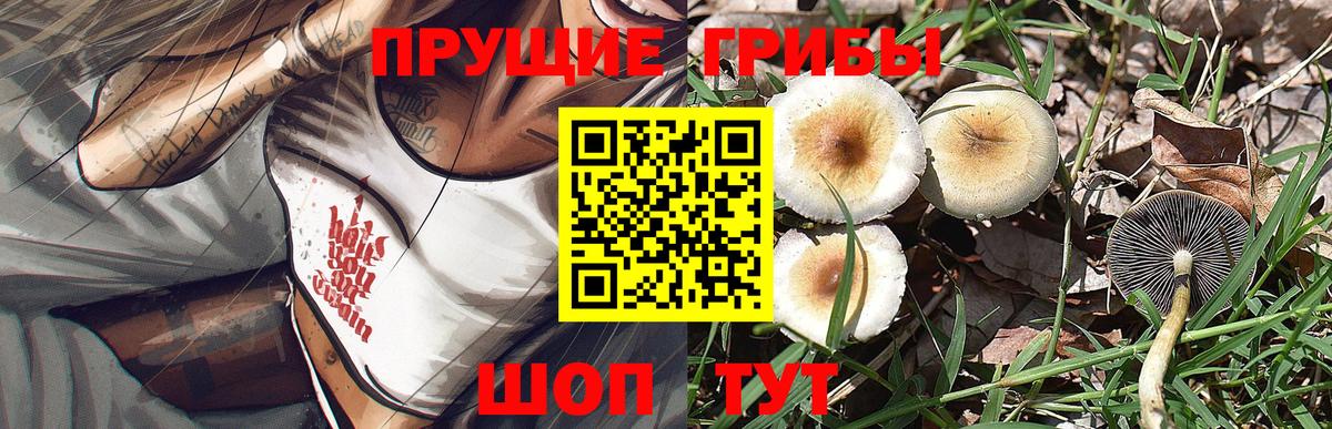 Галлюциногенные грибы Cubensis  Пятигорск  Псилоцибиновые грибы Cubensis 